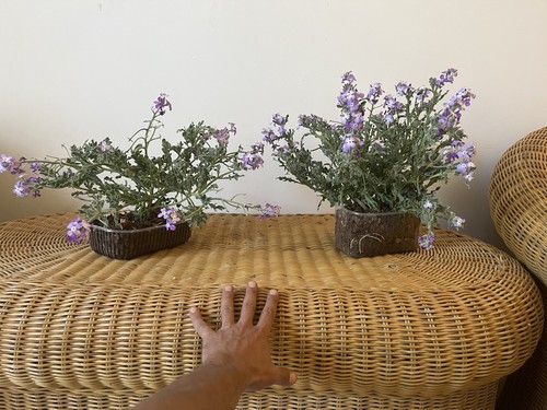 Bonsai gelsomino viola - bonsai,