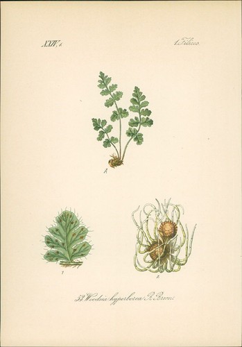 Chromolithographie