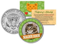 MAINE COON Cat JFK Kennedy