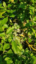 Ligustrum ovalifolium /