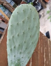 Pianta Di Fico D'india Produce