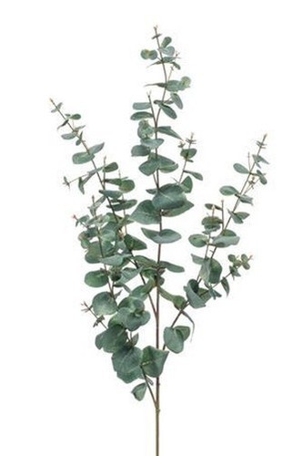Ramo foglie eucalipto - di,