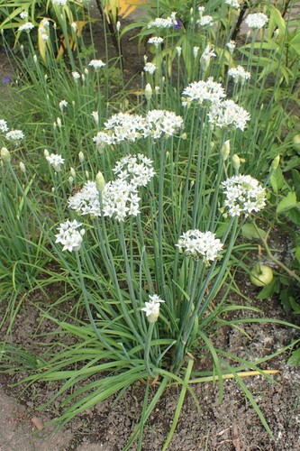 Aglio erba cipollina 150 10k - erba, 150-
