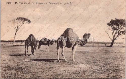 1930 pisa tenuta san - 1930,