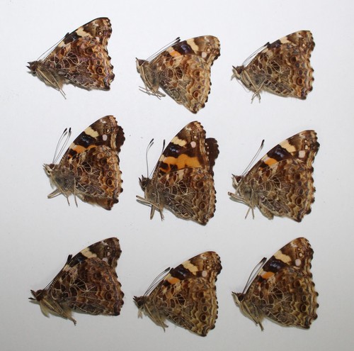 Nymphalidae x vanessa - nymphalidae.,