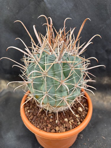 Ferocactus santamaria - ferocactus,