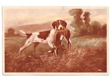 1930 antica cartolina cane da