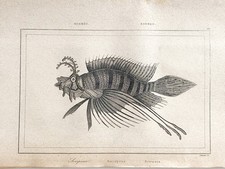 Incisione Indonesia Isole Di