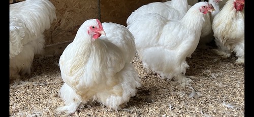 Uova cova pollo grandi - cova,