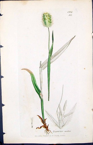Vecchia stampa lagurus - vecchia, ovatus
