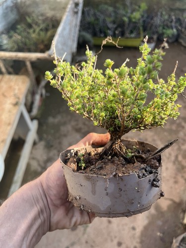 Bonsai timo macchia - bonsai,