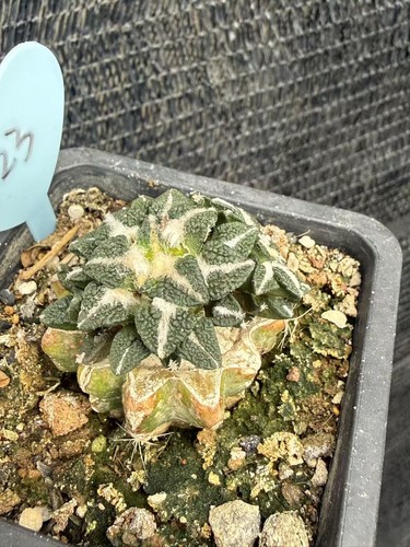 Multi testa ariocarpus - multi-testa,