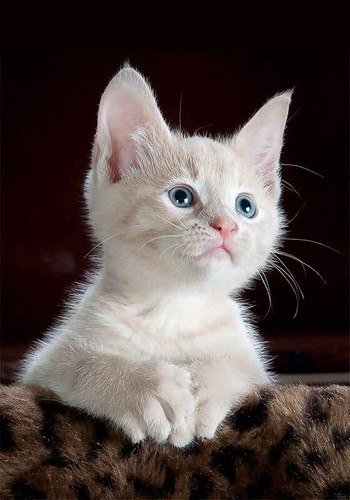 Poster 30x40 gatto bianco con - 30x40,