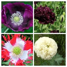 Papavero colorato - papavero -