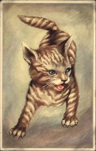 Gatto gattino sibilo - , anni