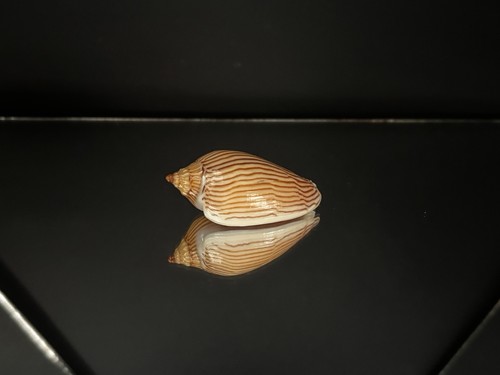 Voluta amoria zebra - voluta,