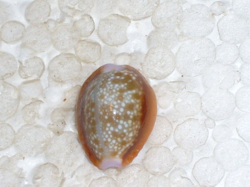 Cypraea helvola callista - cypraea,