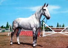 Maestoso cavallo da