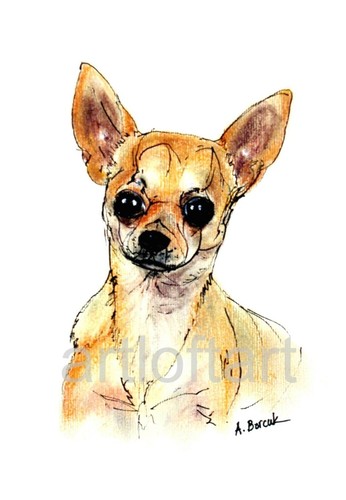Chihuahua dog aceo card - chihuahua,