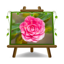 Camelia Japonica Rosa Sarah