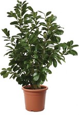 Prunus laurocerasus novita - prunus,