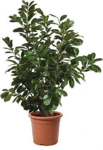 Prunus laurocerasus novita - laurocerasus,