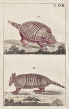 Pangolino Schuppentier Incisione In Rame Wilhelm 1800