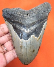 MEGALODON SHARK TOOTH REAL