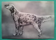 Animali: Cani - Campione Setter Inglese del Brembo - All. Bramani Bergamo