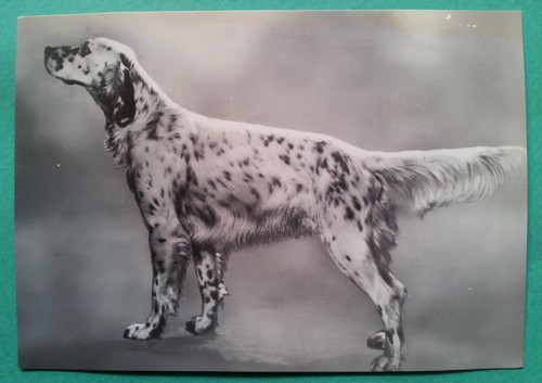 Animali cani campione - cani,