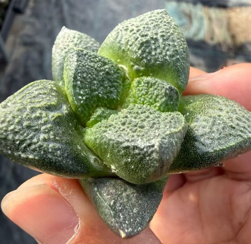 Raro cactus ariocarpus - 1,