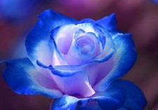 ROSA DOUBLE BLUE, RARISSIMA -