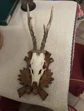 Trofeo Di Capriolo Caccia Tassidermia 