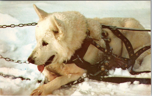 Cane slitta dell - slitta,