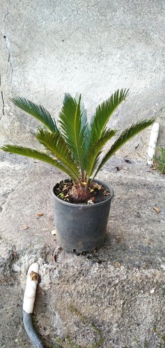 Pianta cicas vaso - cicas, 30