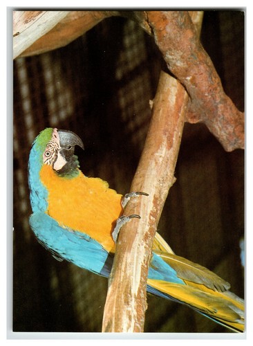 Cartolina fotografica