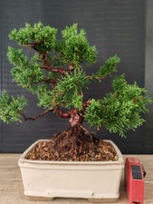 bonsai ginepro chinesis 34 cm visita il negozio