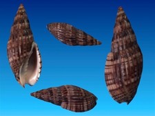 Volutidae, Lyria solangeae, Tulear Area, Madagascar, 49,3 mm, SUPERB SPECIMEN