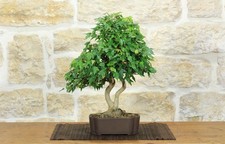 Bonsai di Acero Tridente (33)