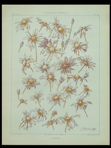 Anthemis habert dys 1896 - dys, -1896-
