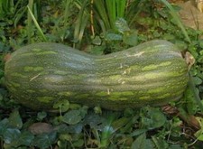 15 semi di ZUCCA GIALLA DI NAPOLI + OMAGGIO