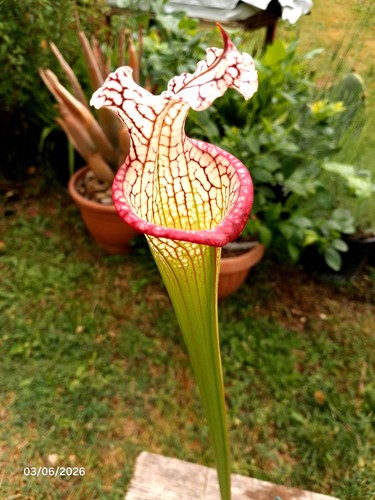 Rare sarracenia leucophylla - sarracenia,