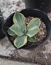 Rara pianta succulenta agave