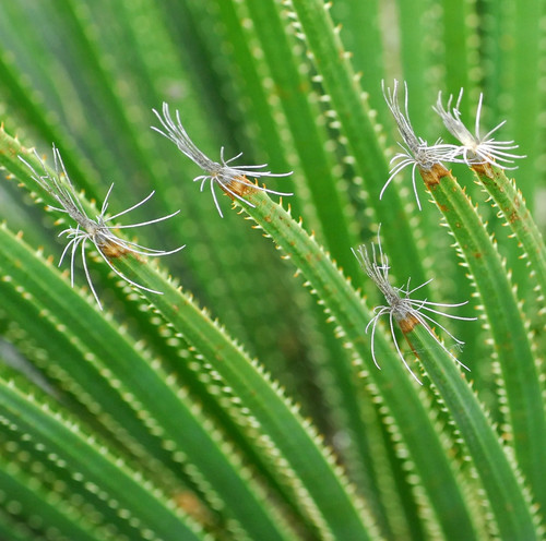 Dasylirion acrotrichum - ,