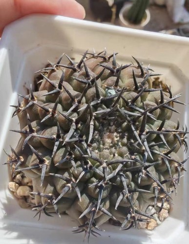 Cactus gymnocalycium - cactus,