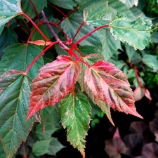 Acer acero red Flamingo pink