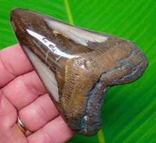 Dente di squalo megalodonte