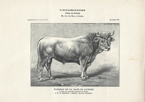 Stampa antica toro razza - toro, di