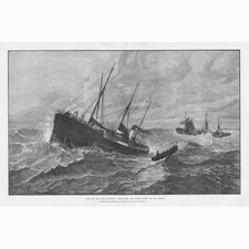 Upupa going to rescue of the