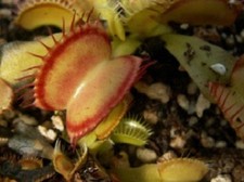 Pianta carnivora Dionaea